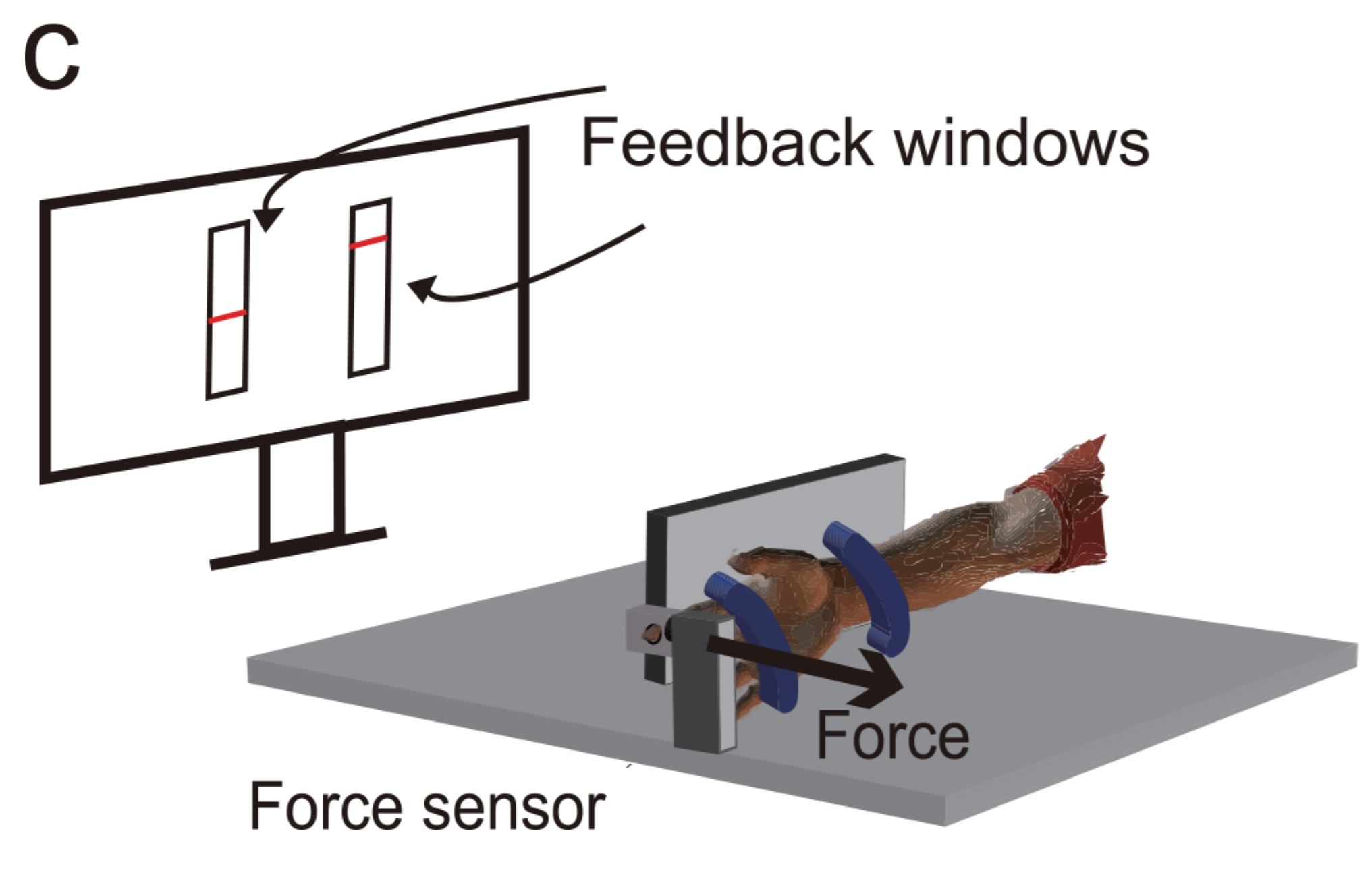 Experimental setup showing a right index finger pressing a mounted force sensor, with target-force feedback windows on a monitor.