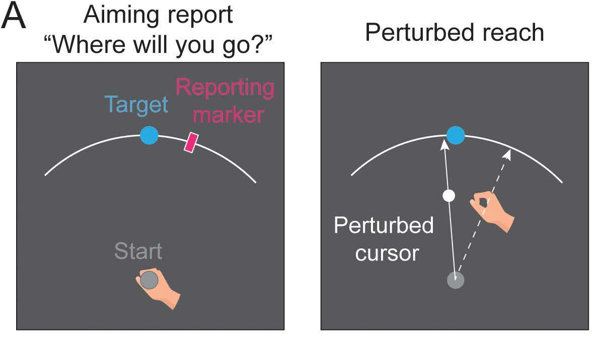 Selected panels of Figure 8A showing an aiming-direction report followed by a reach with rotated visual cursor feedback.